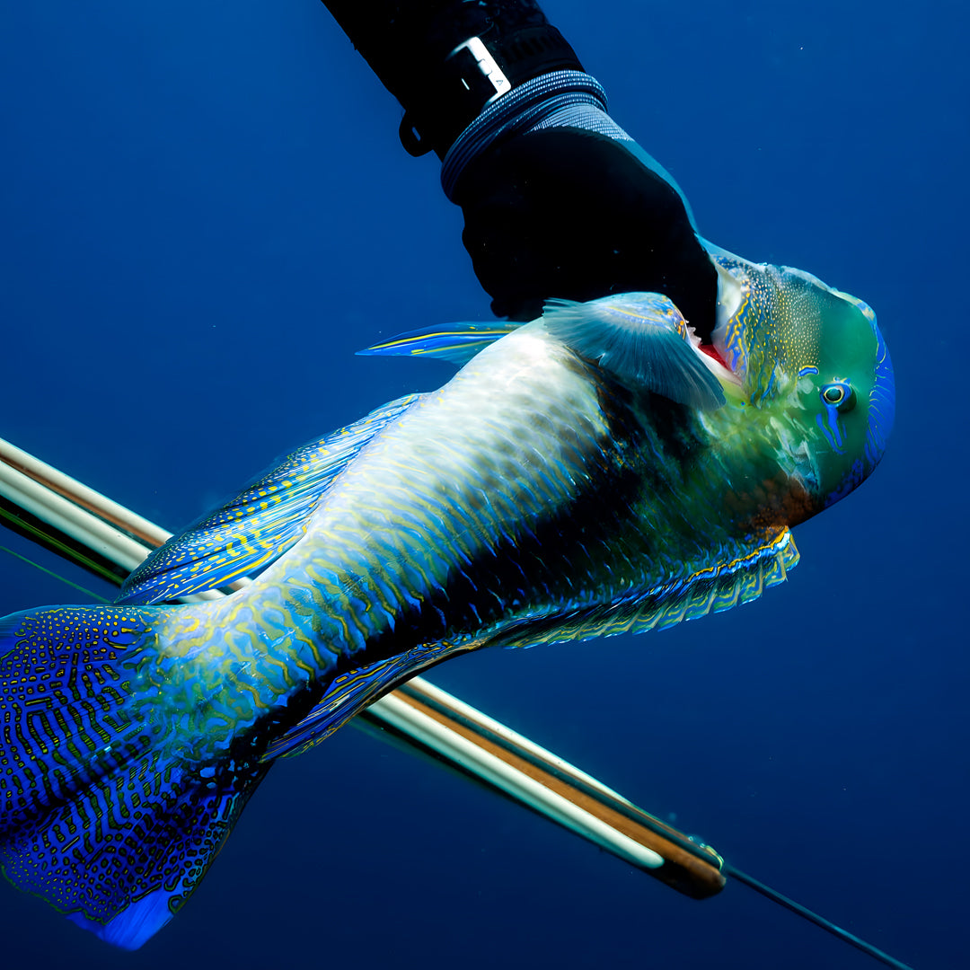 Beginner Spearfishing Retreat Course