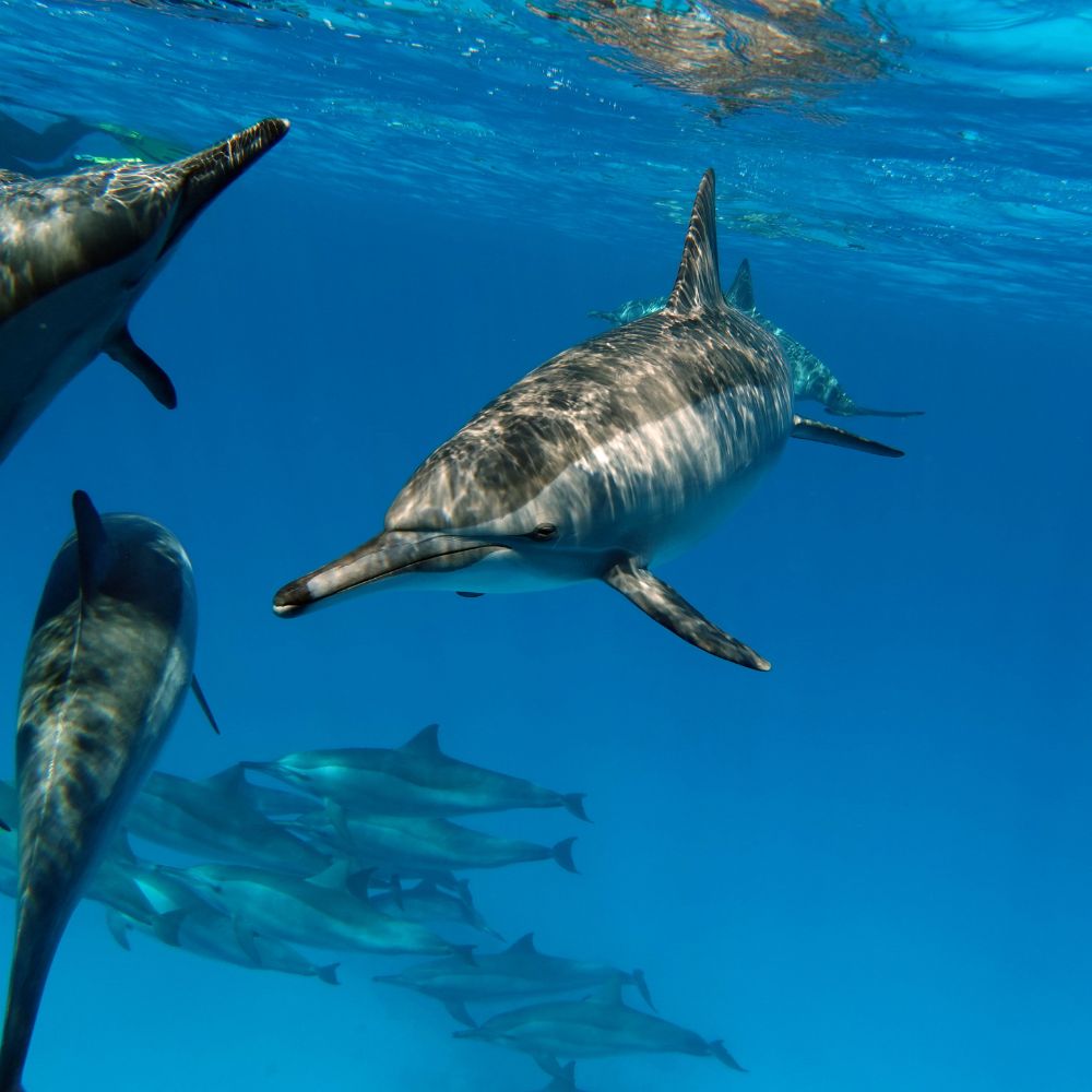 Costa Rica Beginner Freediving Course