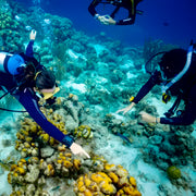 Introduction to Scuba Diving in Shoal Bay