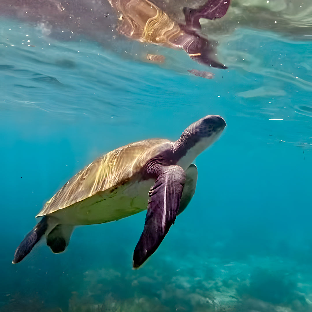 Open Water Scuba Certification in Port Stephens