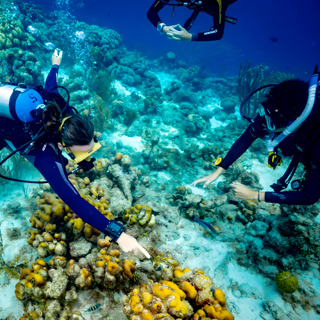 Flow to Depth Yoga & Freedive Line Training