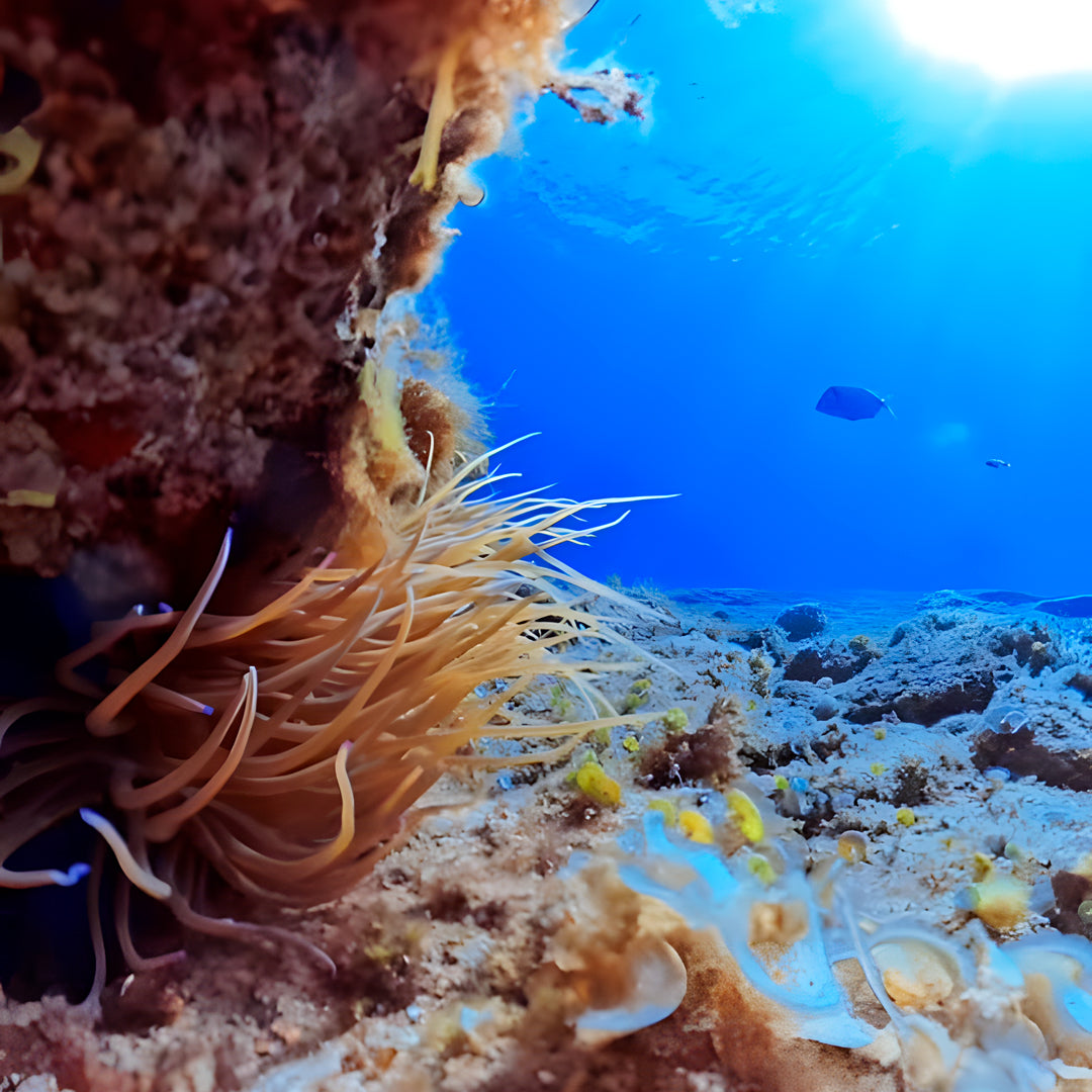 PADI Open Water Beginner Diving Course in Costa Brava