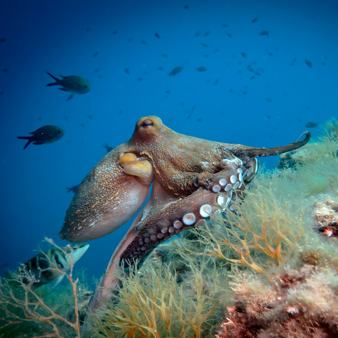 PADI Open Water Beginner Diving Course in Costa Brava