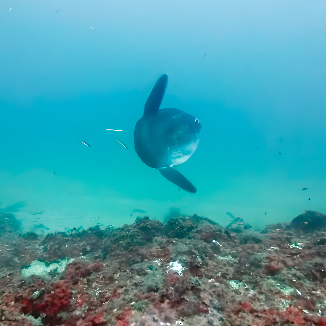 PADI Open Water Beginner Diving Course in Costa Brava