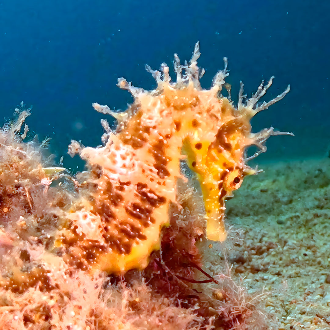 PADI Open Water Beginner Diving Course in Costa Brava