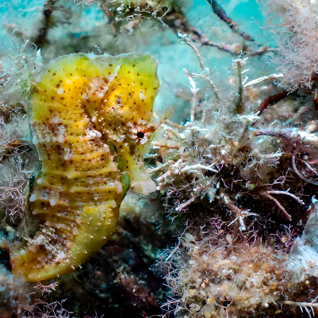 PADI Open Water Beginner Diving Course in Costa Brava