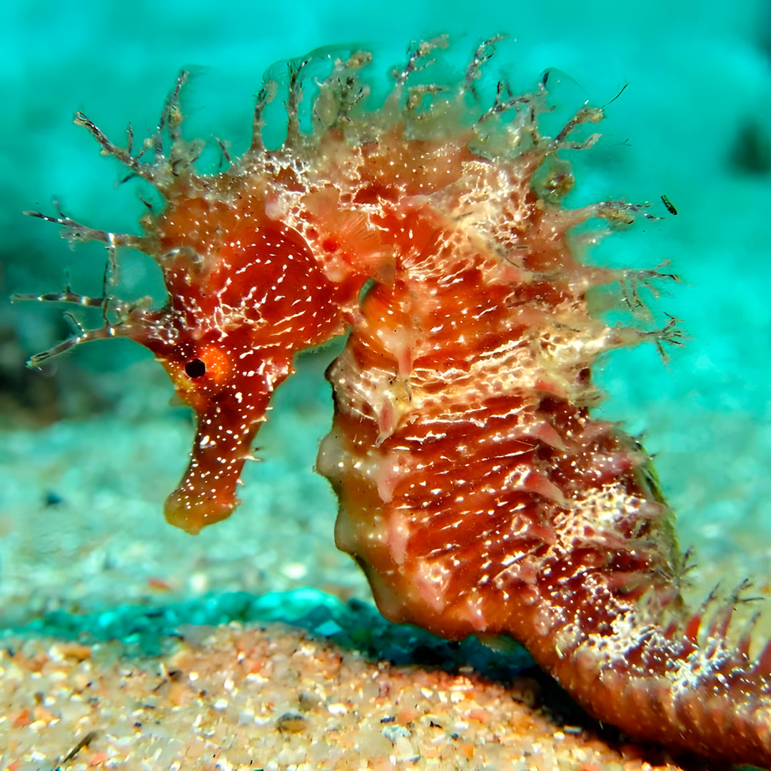 PADI Discovery Scuba Diving in Costa Brava
