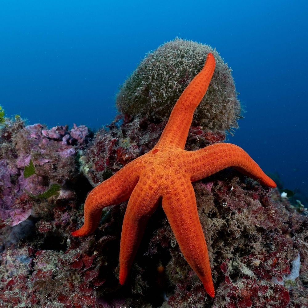 PADI Discovery Scuba Diving in Costa Brava