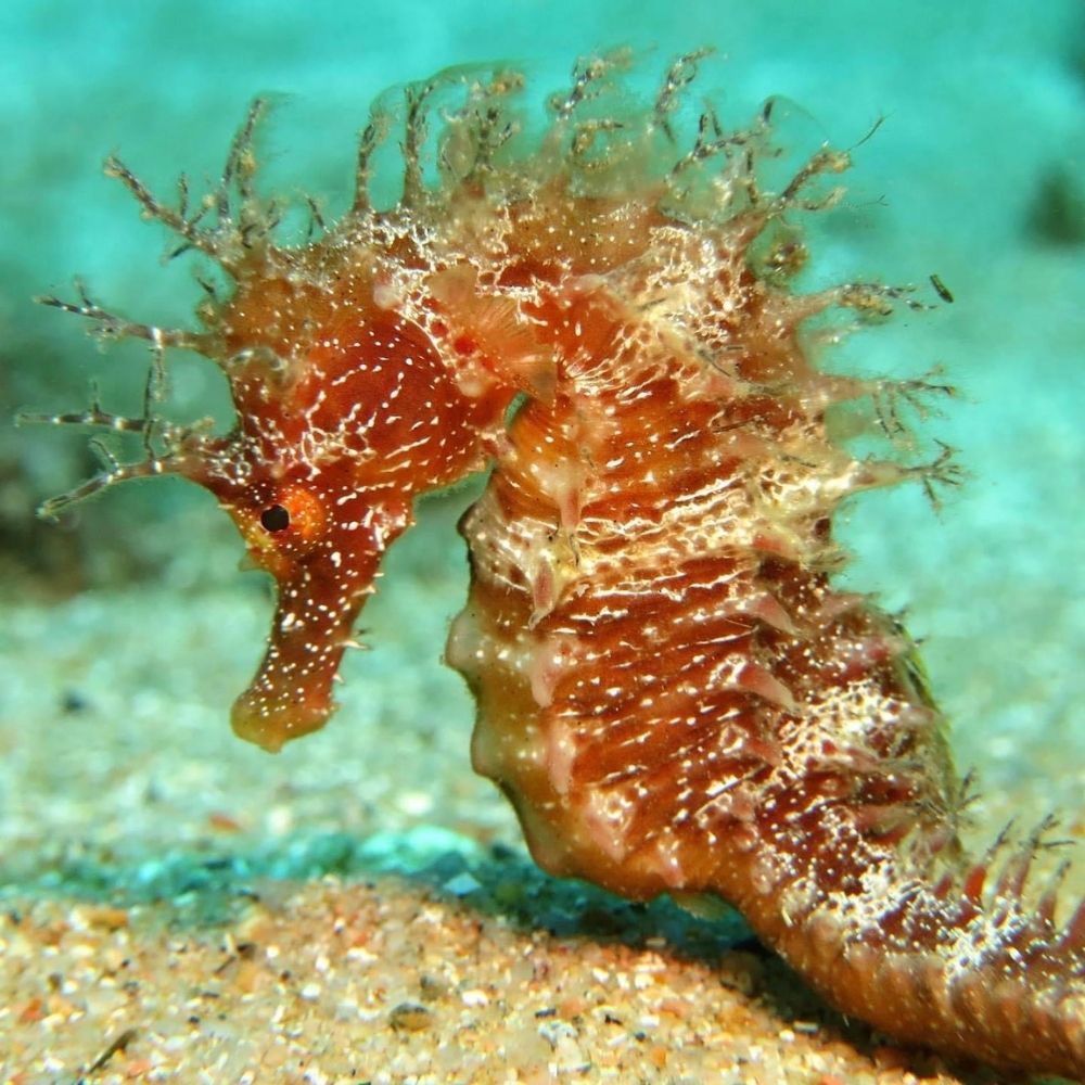 PADI Open Water Beginner Diving Course in Costa Brava