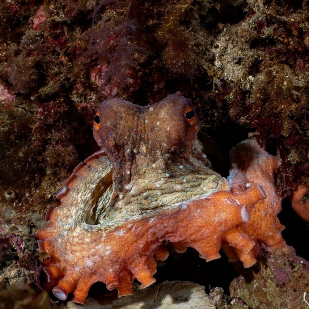 PADI Open Water Beginner Diving Course in Costa Brava