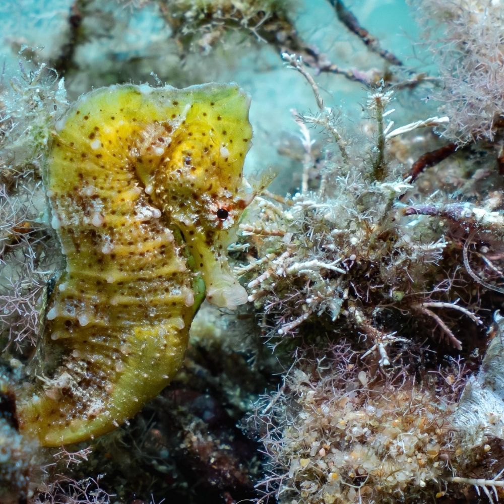 PADI Open Water Beginner Diving Course in Costa Brava