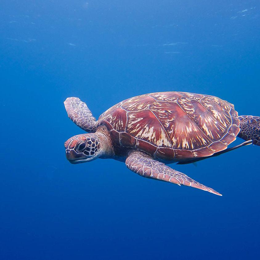 PADI Divemaster Certification Course in Cebu