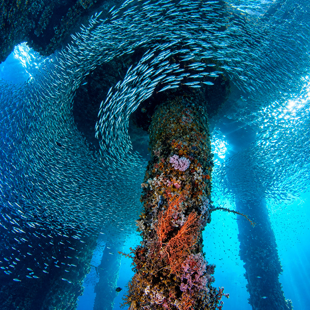 King Cruiser Wreck Scuba Diving in Phuket