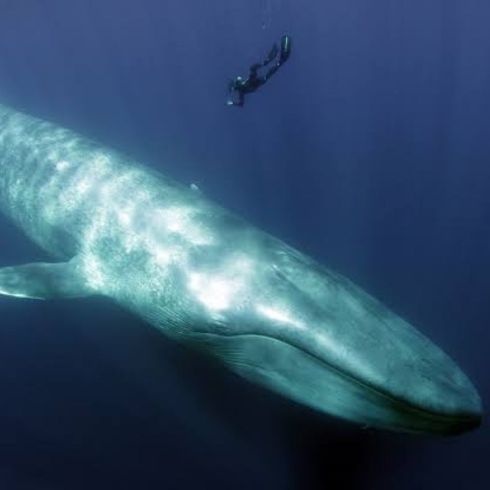 Whale Diving Timor Leste