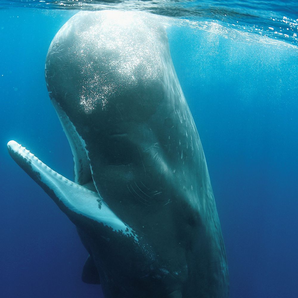 Whale Diving Timor Leste
