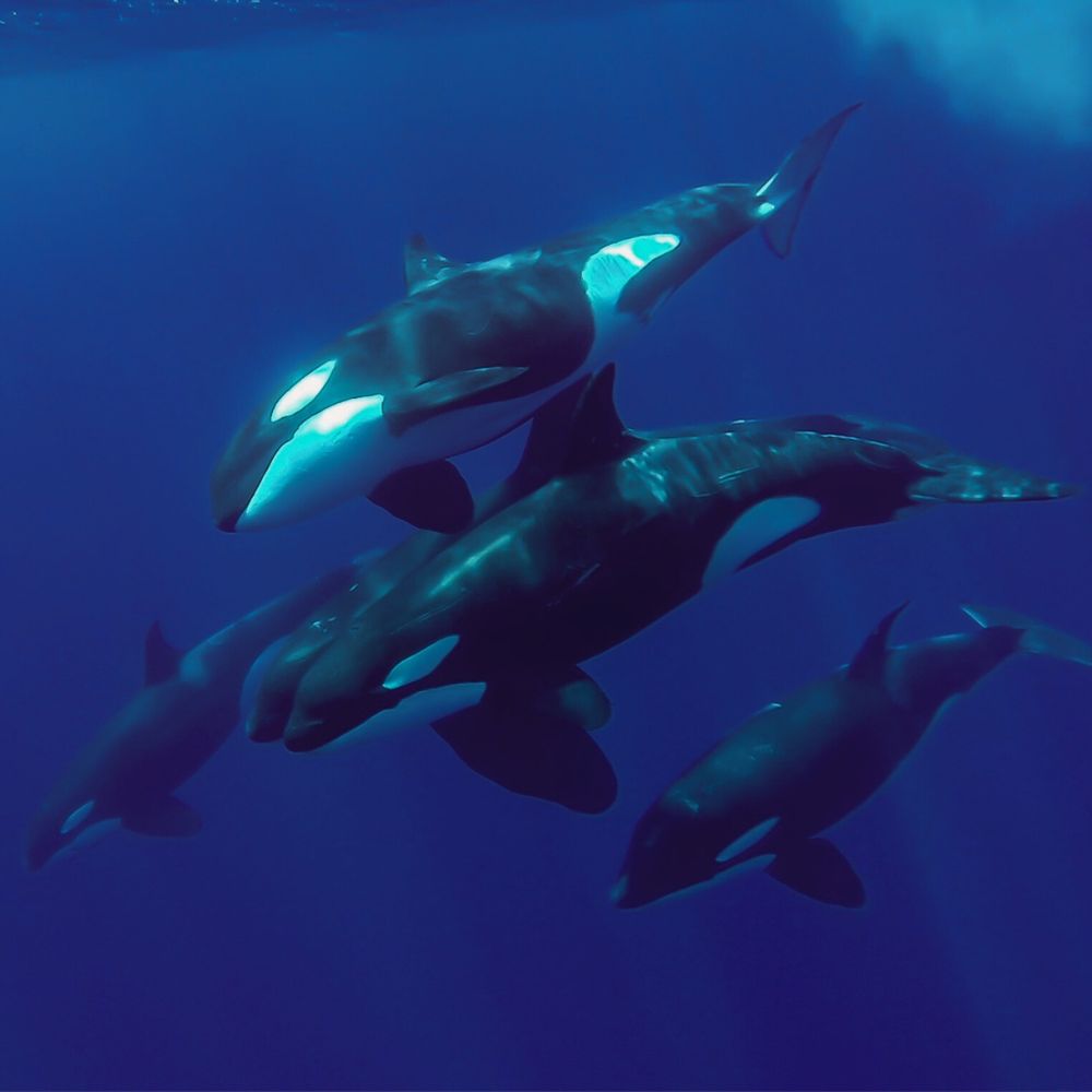 Whale Diving Timor Leste