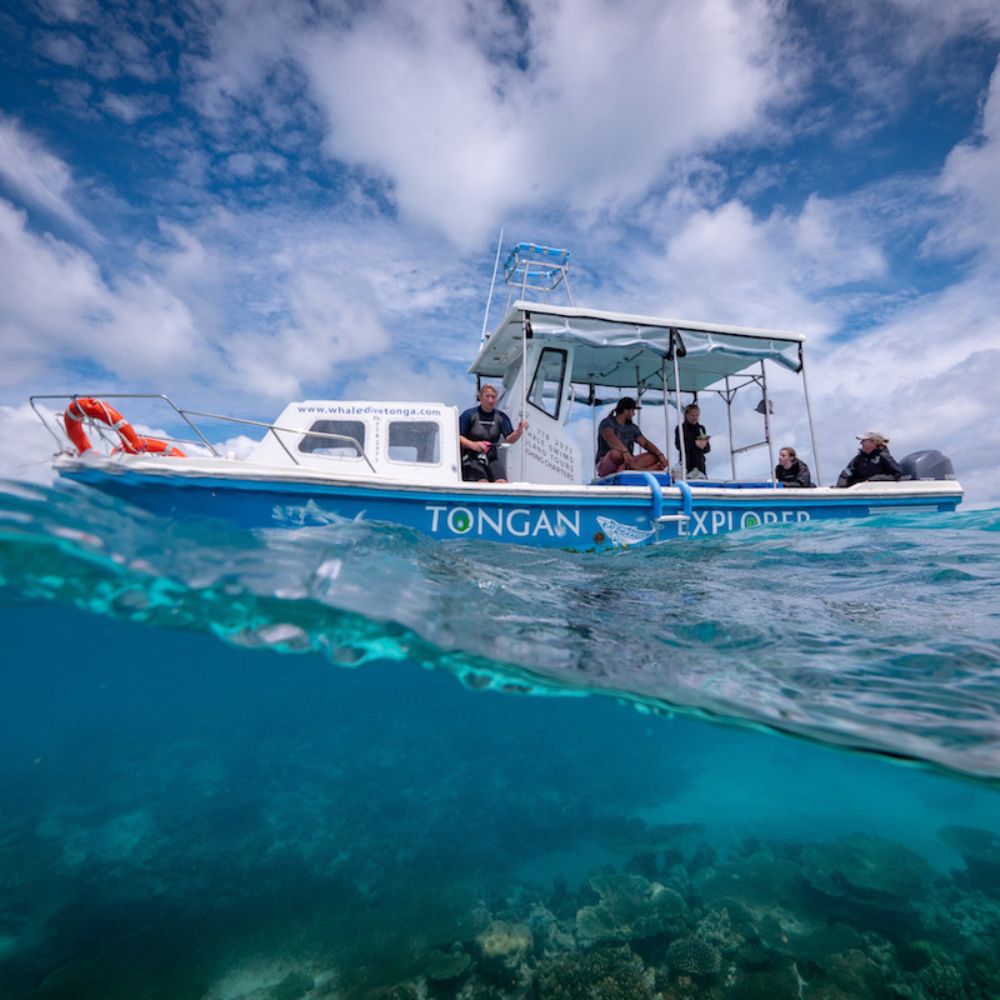 Tonga Humpback Whale Dive Trip