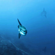 Nusa Penida Scuba Diving Fun Dive