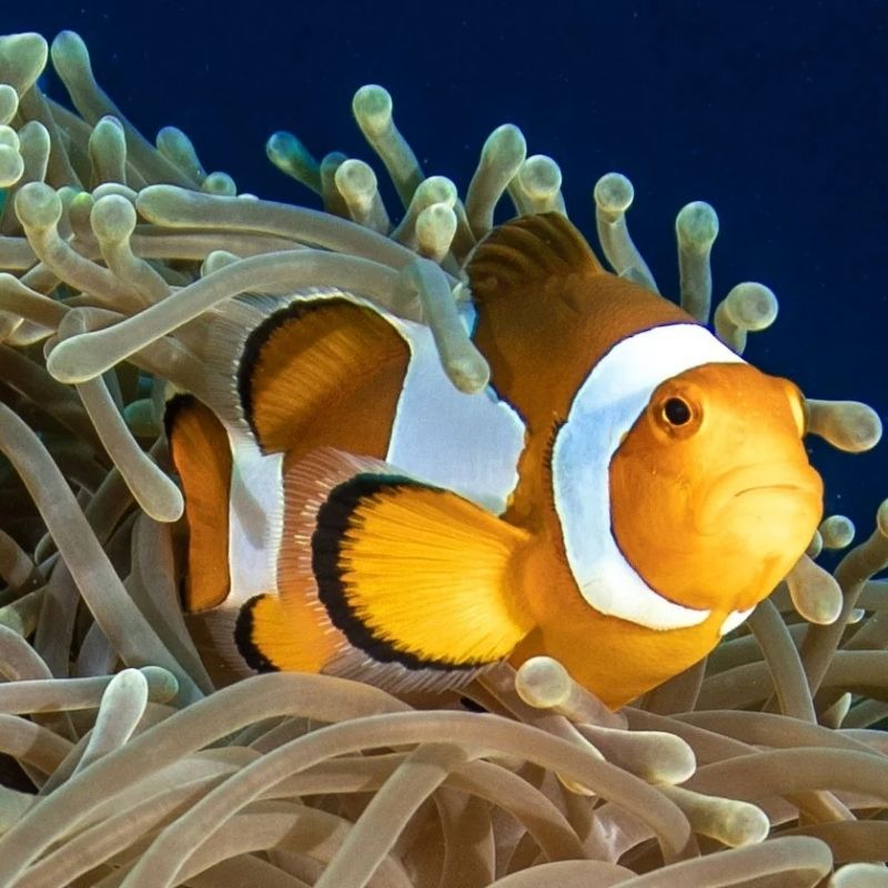 Nusa Penida Scuba Diving Fun Dive