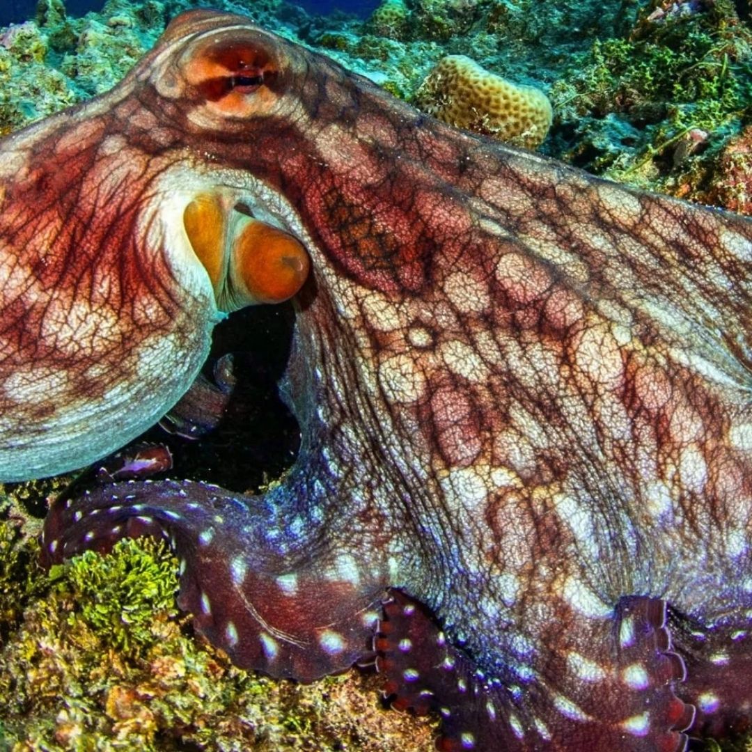 Nusa Penida Scuba Diving Fun Dive