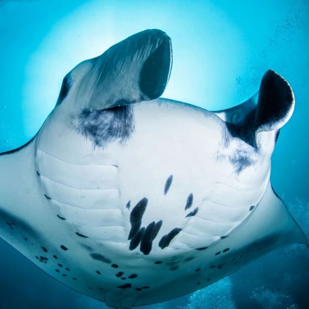 Nusa Penida Scuba Diving Fun Dive