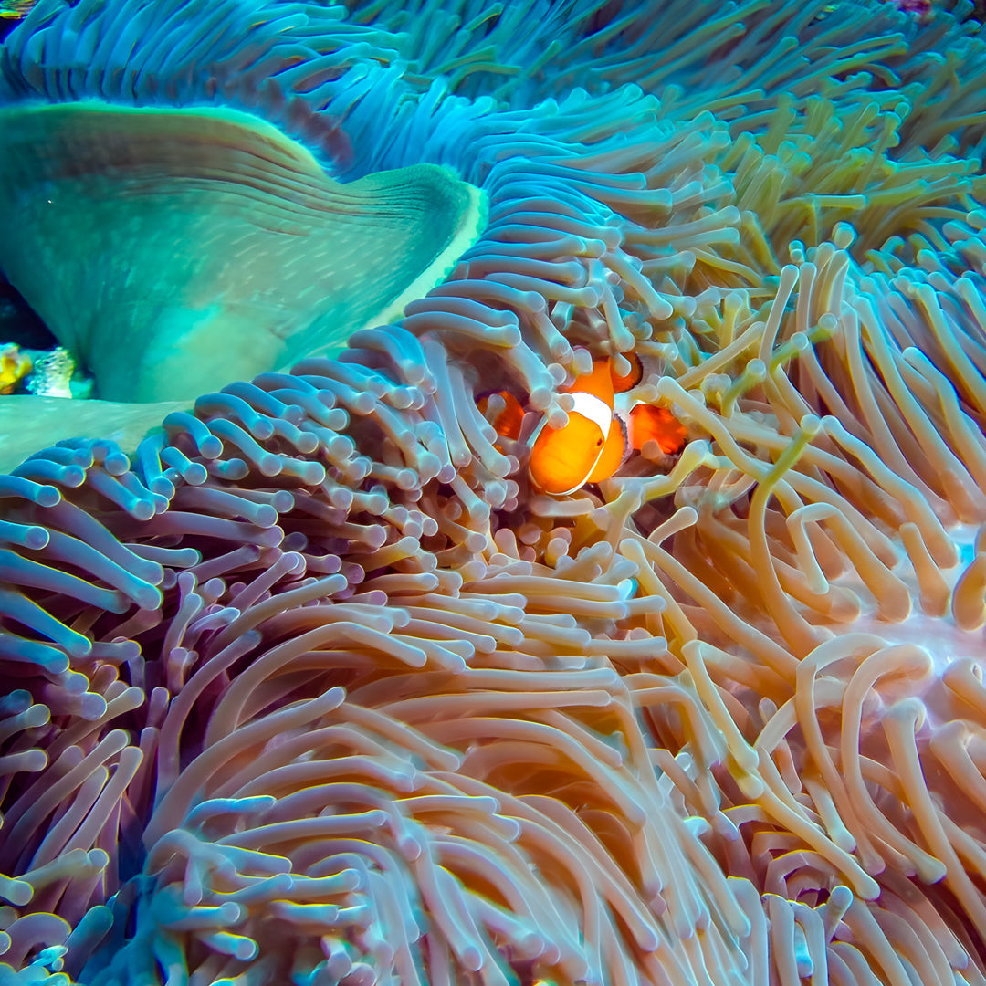 PADI Advanced Open Water Training in Nusa Penida