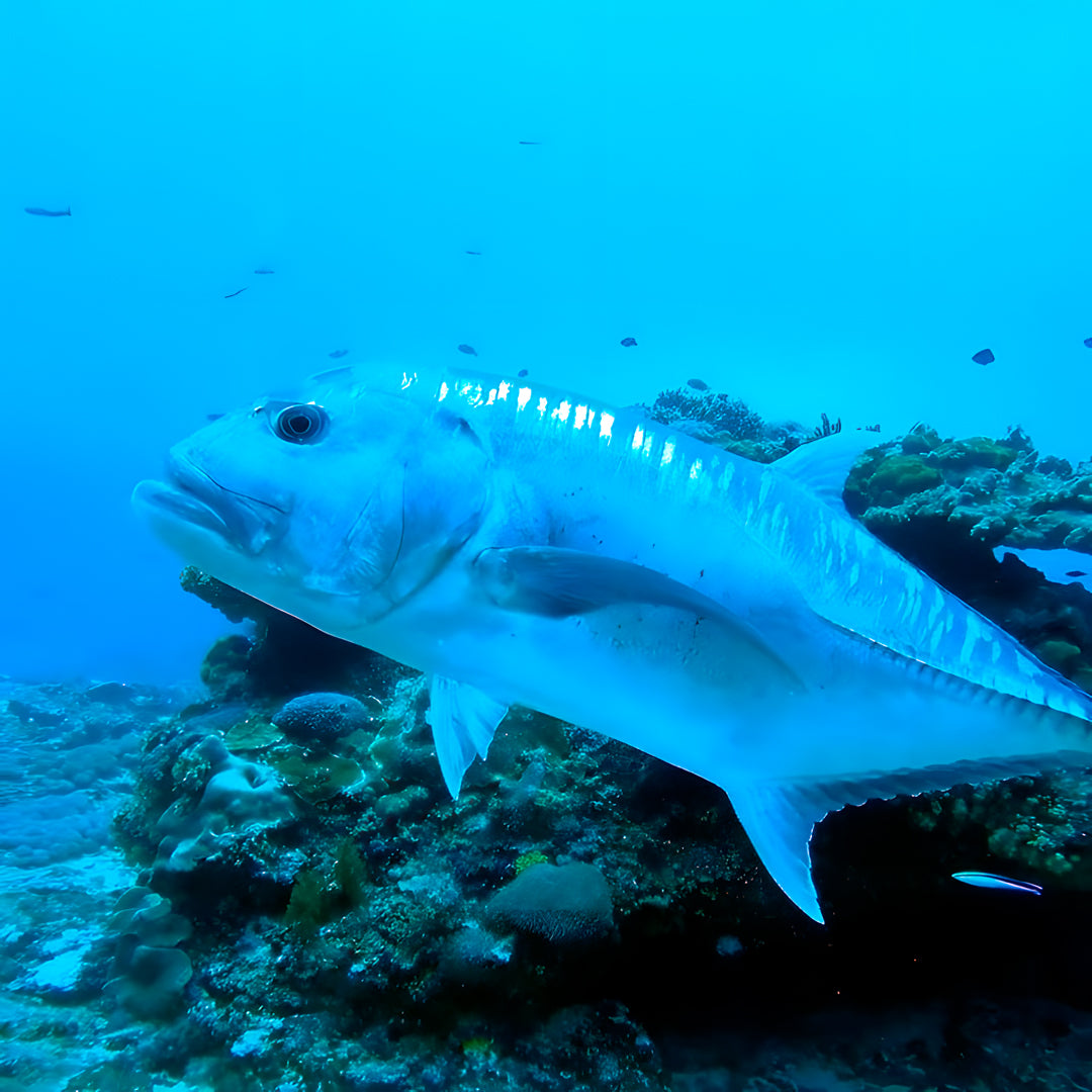 PADI Advanced Open Water Training in Nusa Penida