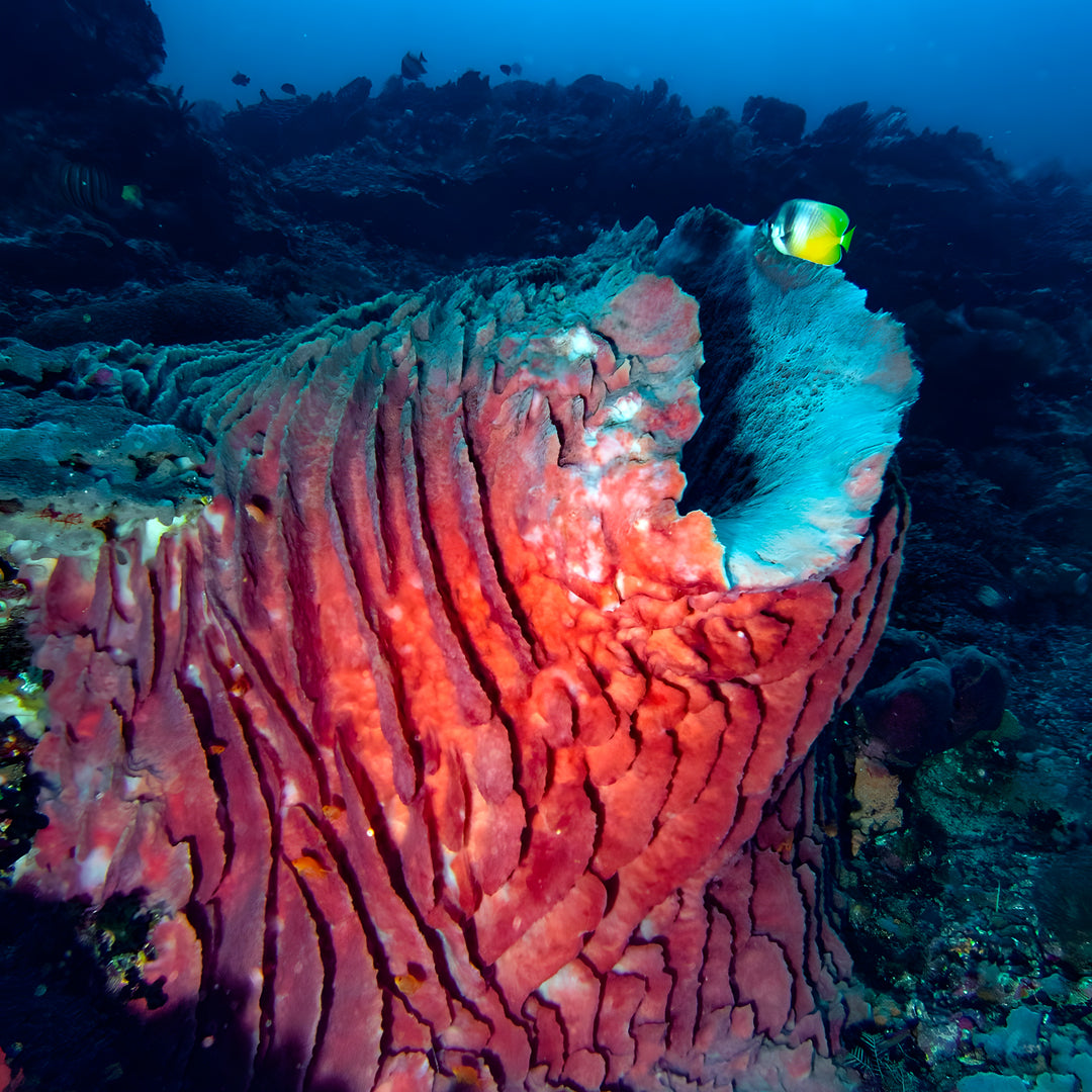 PADI Advanced Open Water Training in Nusa Penida