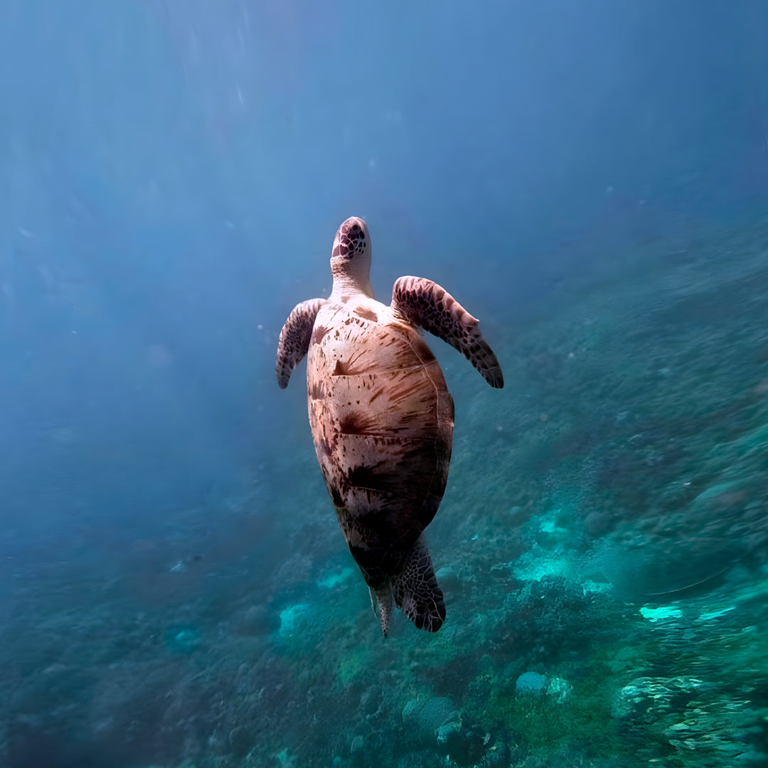 PADI Advanced Open Water Training in Nusa Penida