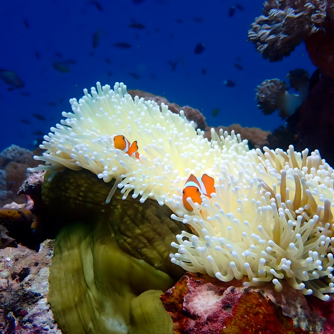 Nusa Penida Scuba Diving Fun Dive