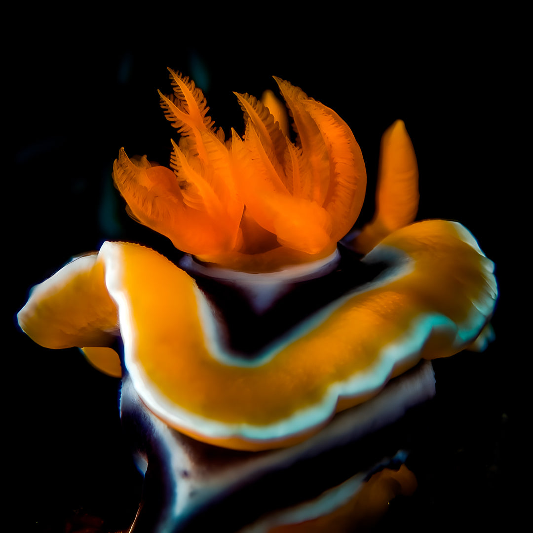 Nusa Penida Scuba Diving Fun Dive