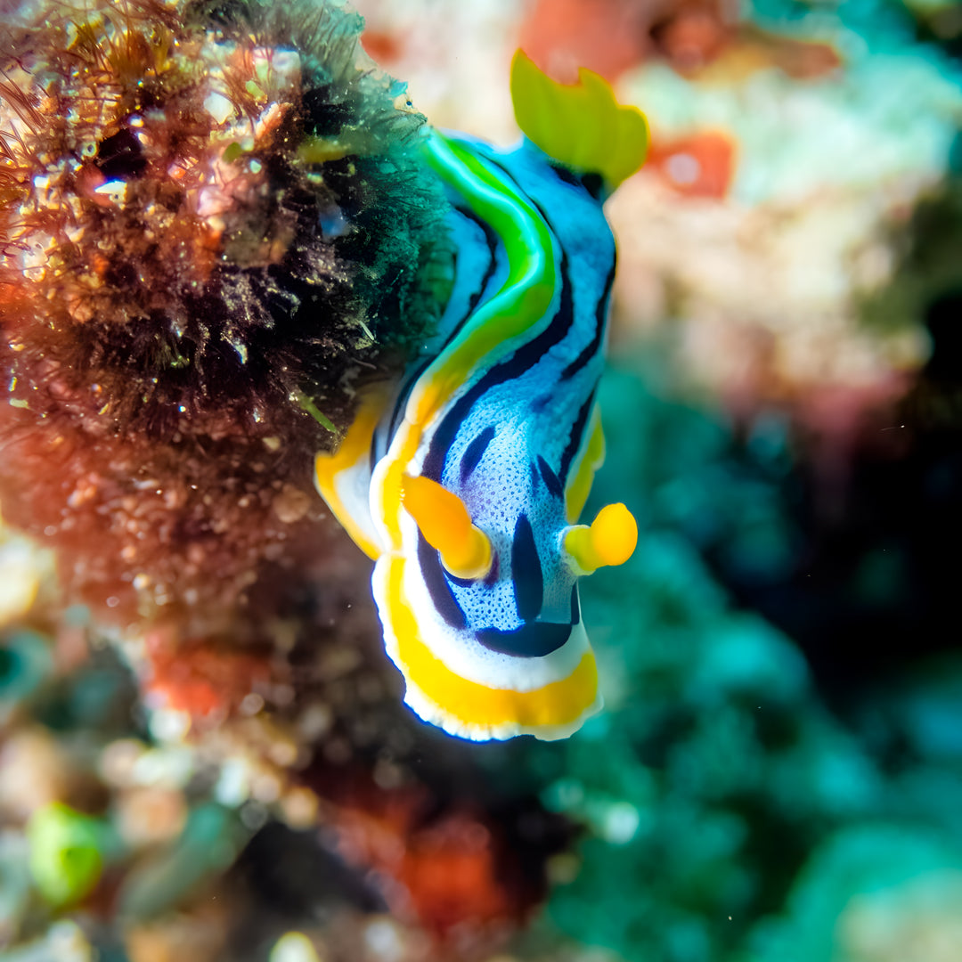 Nusa Penida Scuba Diving Fun Dive