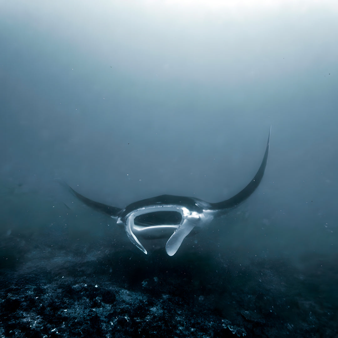 Nusa Penida Scuba Diving Fun Dive