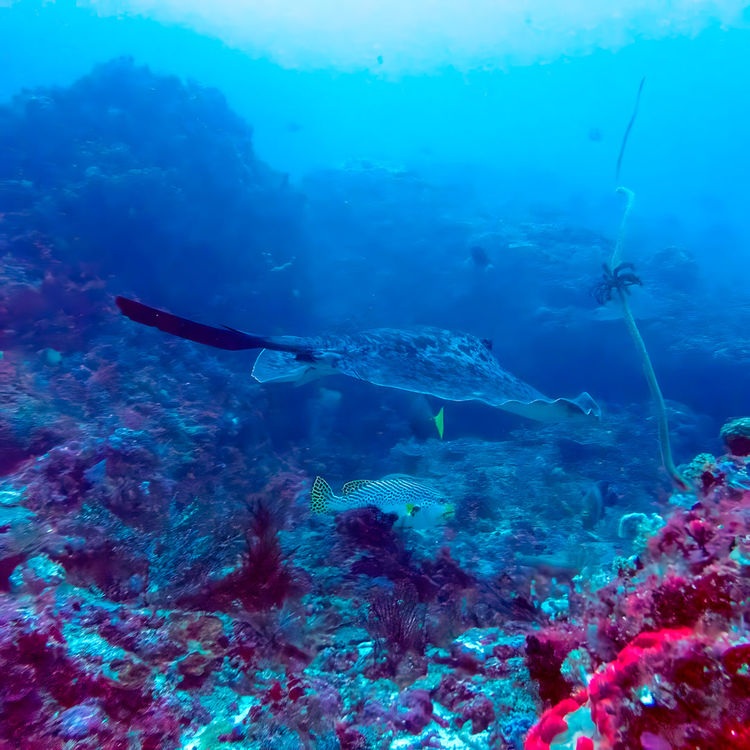 Nusa Penida Scuba Diving Fun Dive