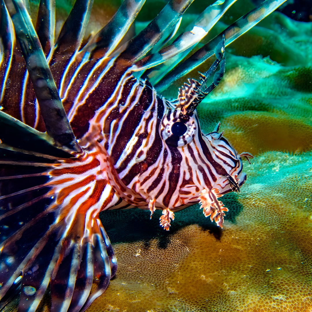 Nusa Penida Scuba Diving Fun Dive
