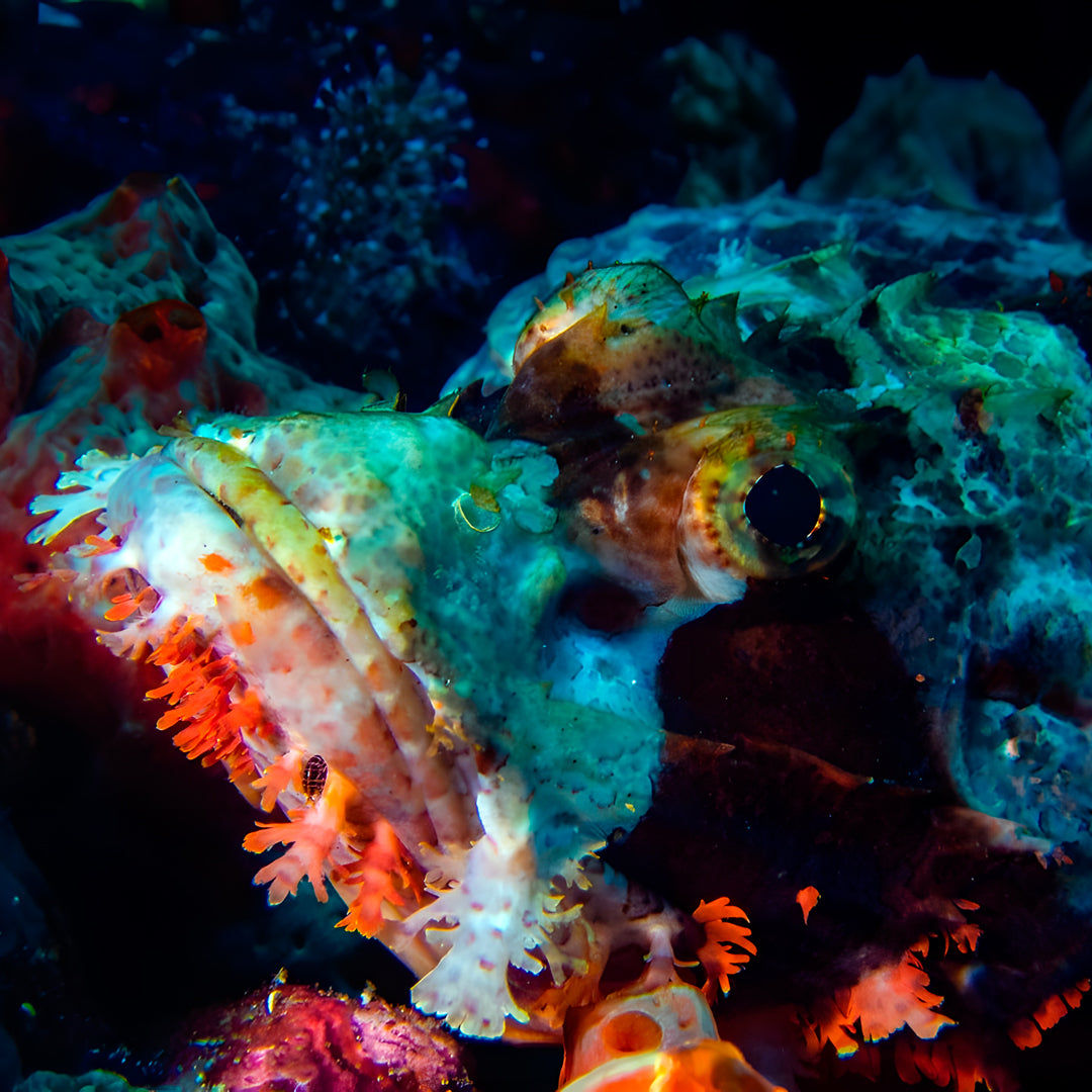 Nusa Penida Scuba Diving Fun Dive
