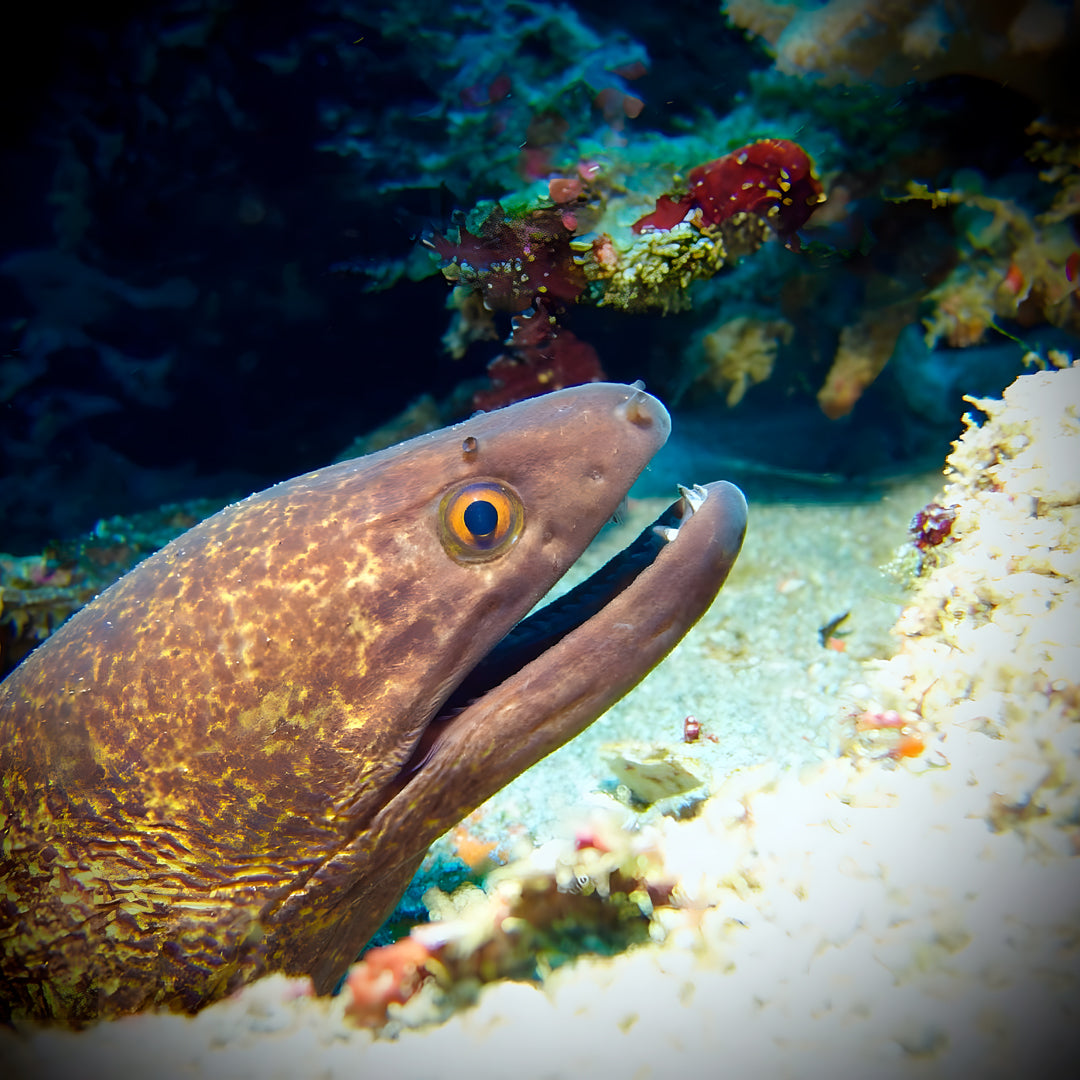 Nusa Penida Scuba Diving Fun Dive