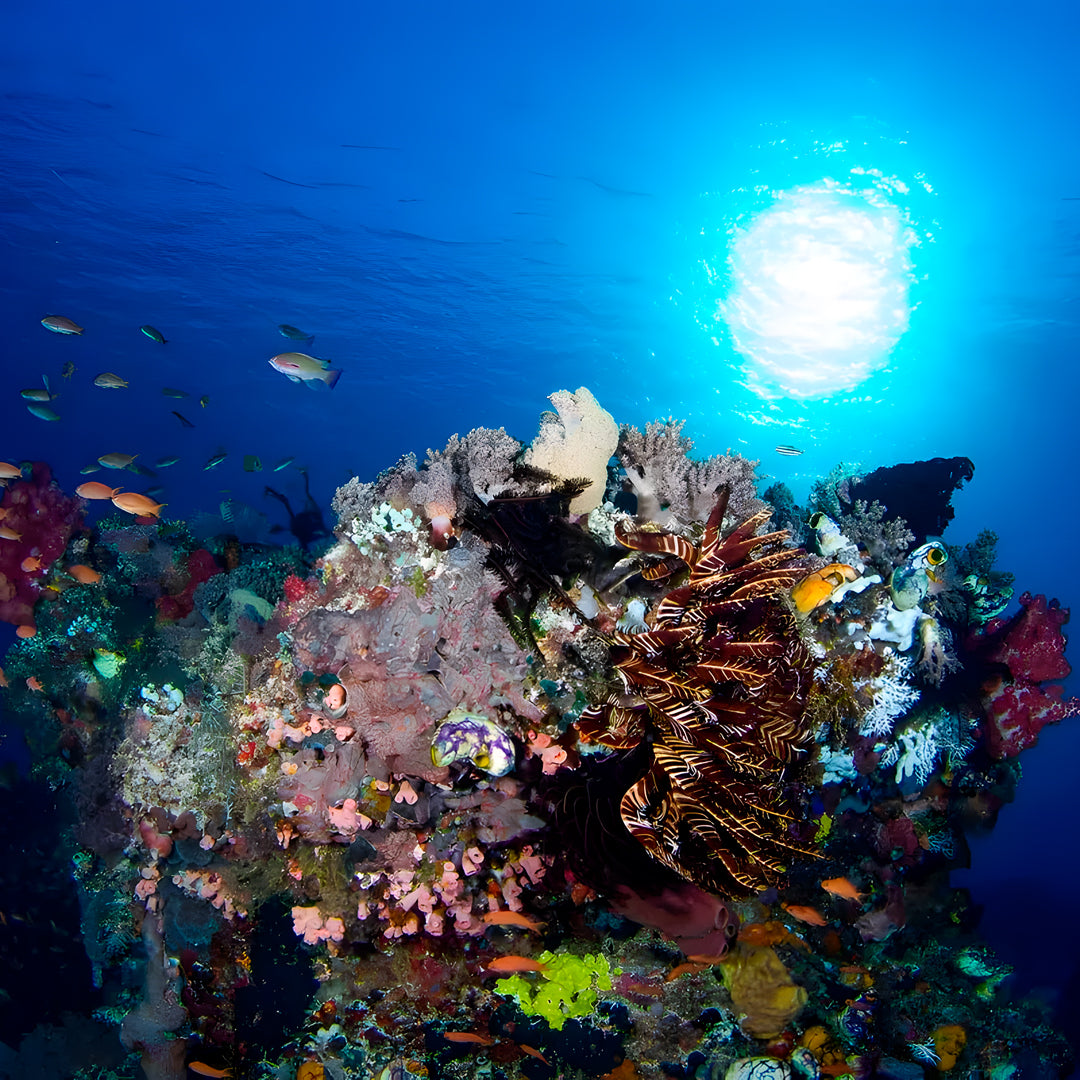 Nusa Penida Scuba Diving Fun Dive