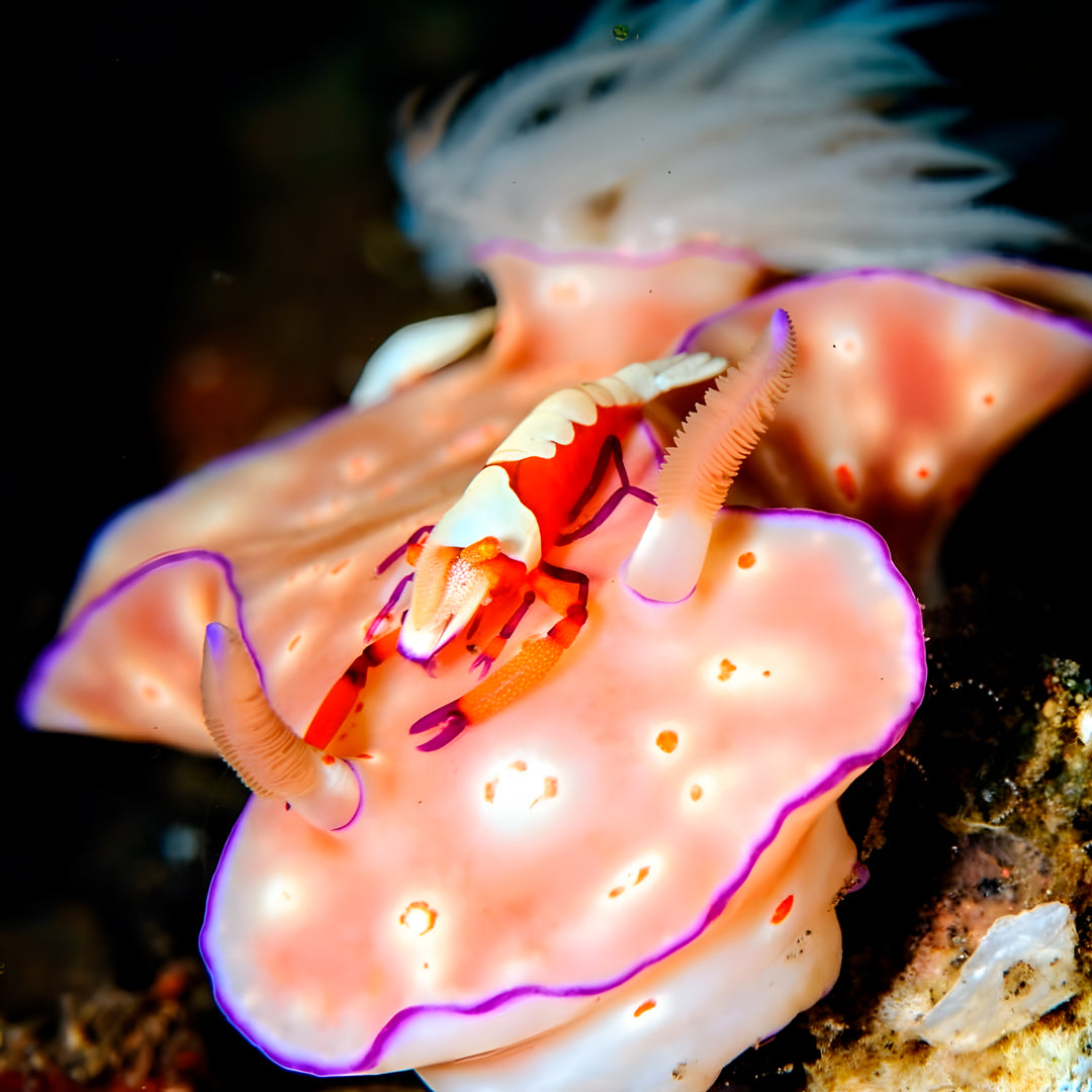 Nusa Penida PADI Open Water Scuba Diving Course