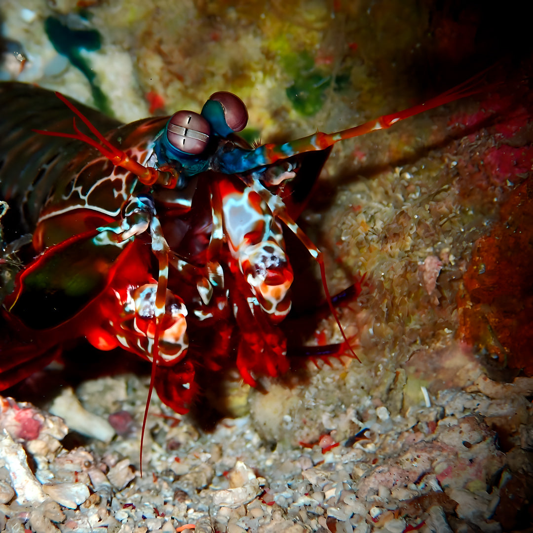 Nusa Penida PADI Open Water Scuba Diving Course