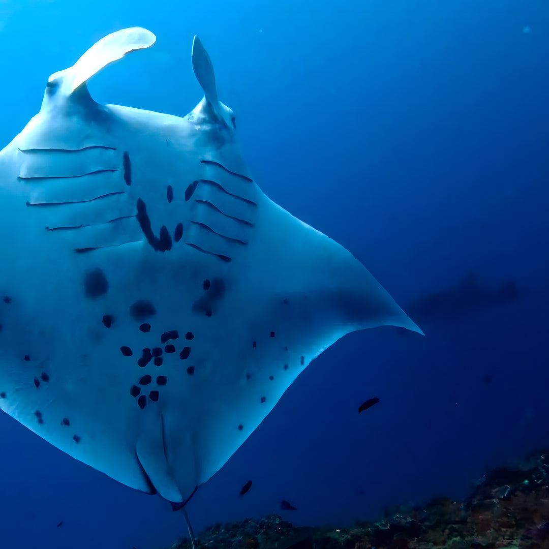 Nusa Penida PADI Open Water Scuba Diving Course