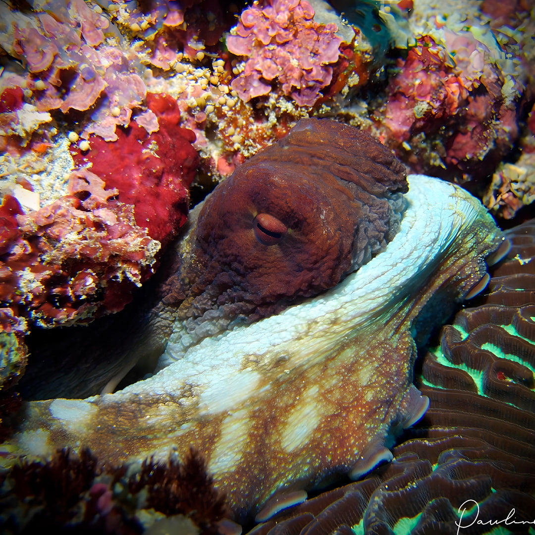 Nusa Penida PADI Open Water Scuba Diving Course