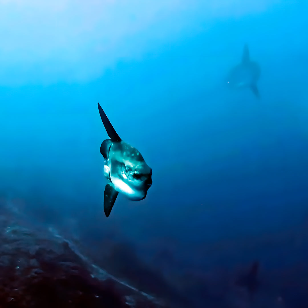 Nusa Penida PADI Open Water Scuba Diving Course