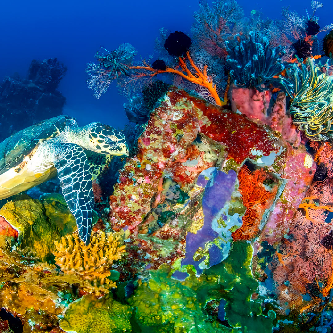 Nusa Penida PADI Open Water Scuba Diving Course