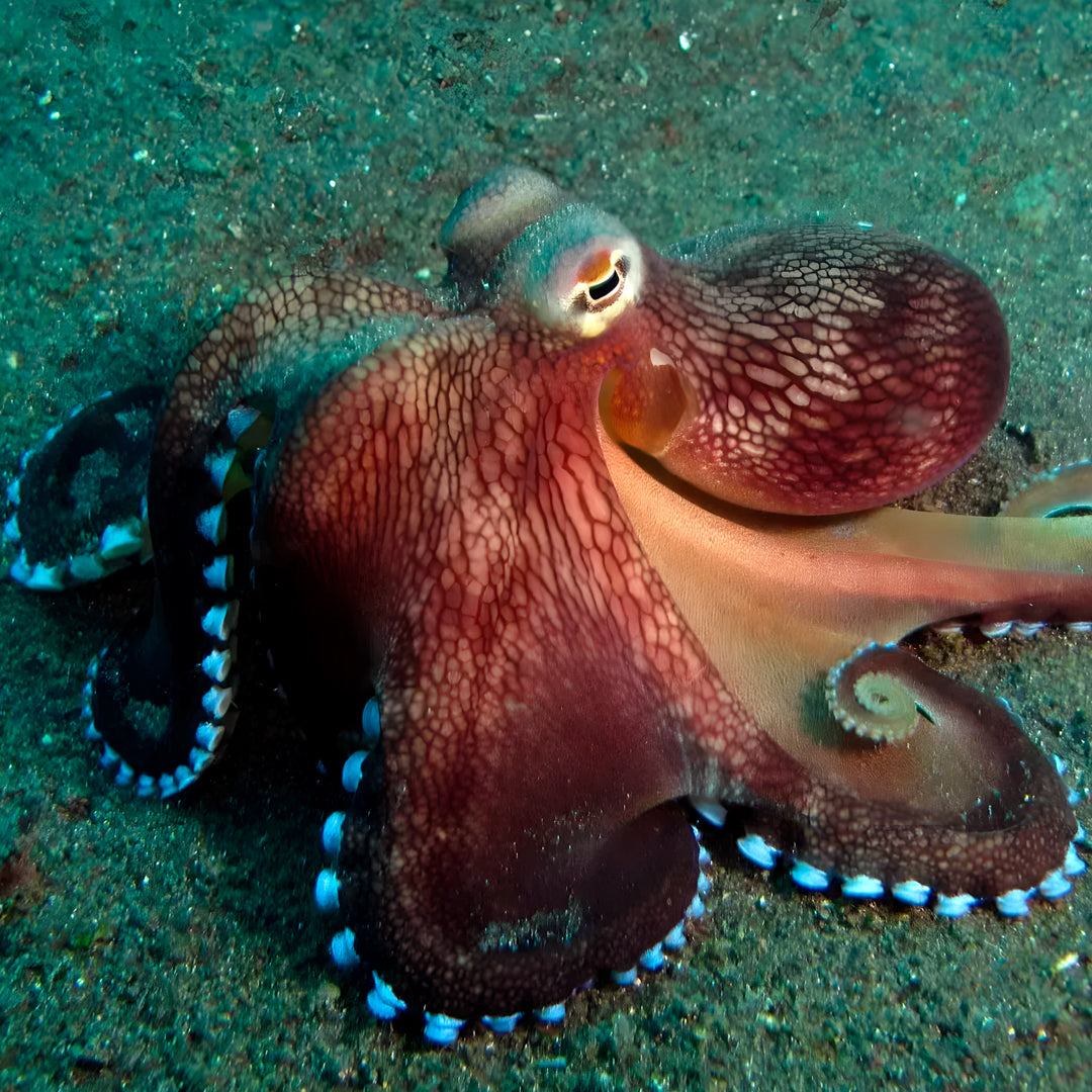 Nusa Penida PADI Open Water Scuba Diving Course