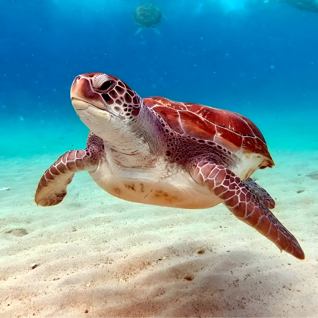 Nusa Penida Multi-Day Scuba Diving Trip