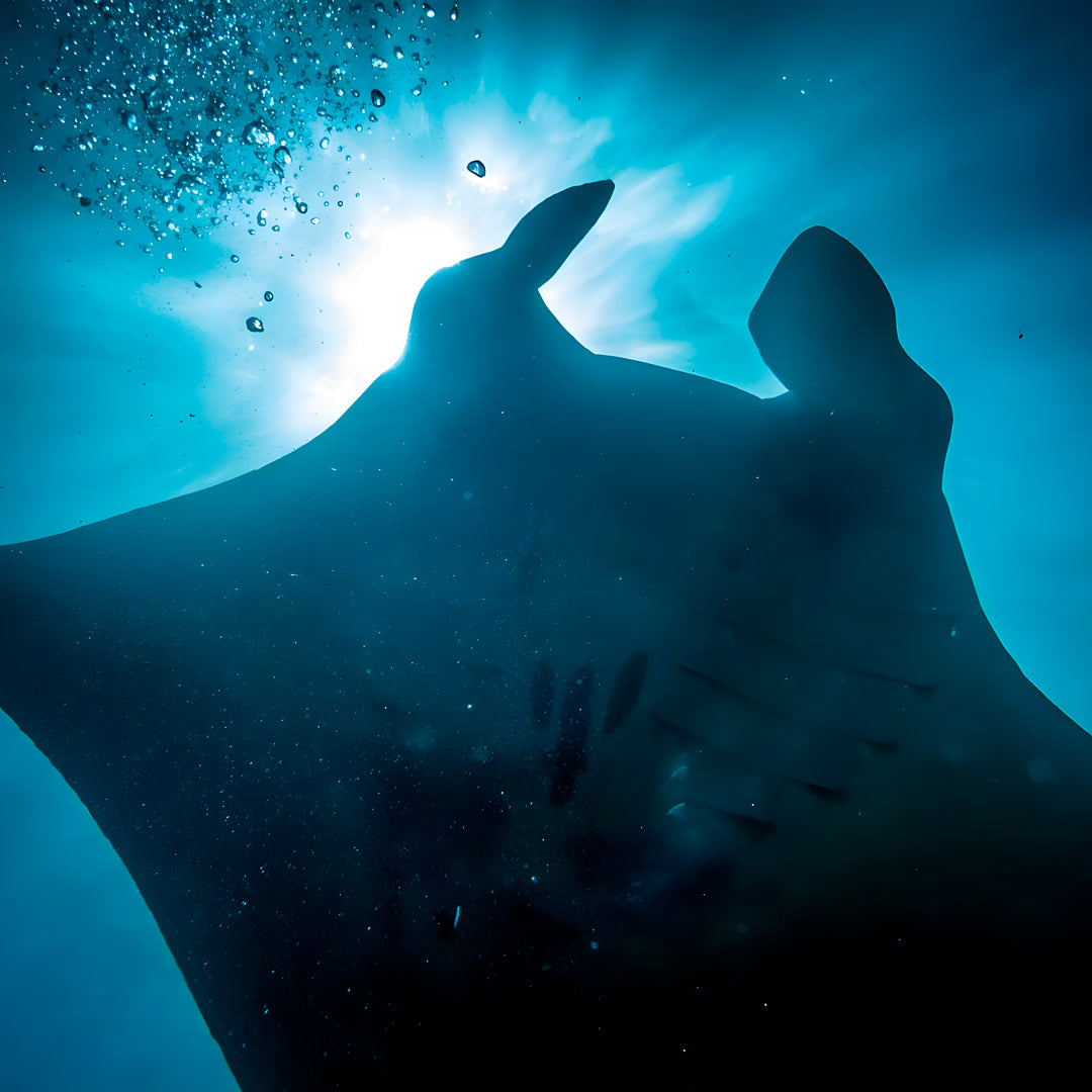 Nusa Penida Multi-Day Scuba Diving Trip