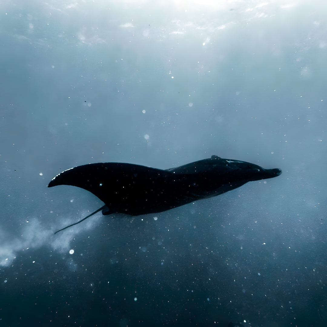 Nusa Penida Multi-Day Scuba Diving Trip