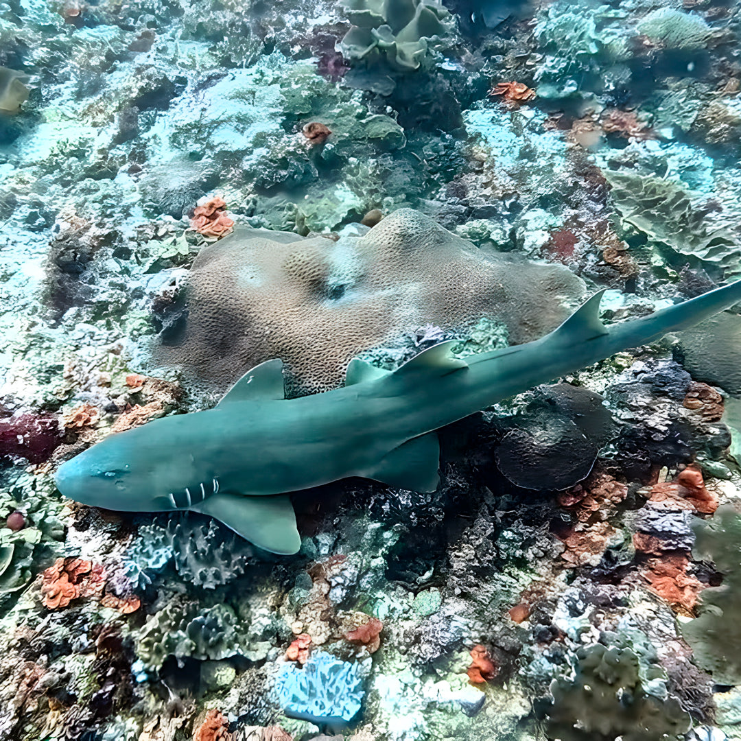 Nusa Penida Multi-Day Scuba Diving Trip