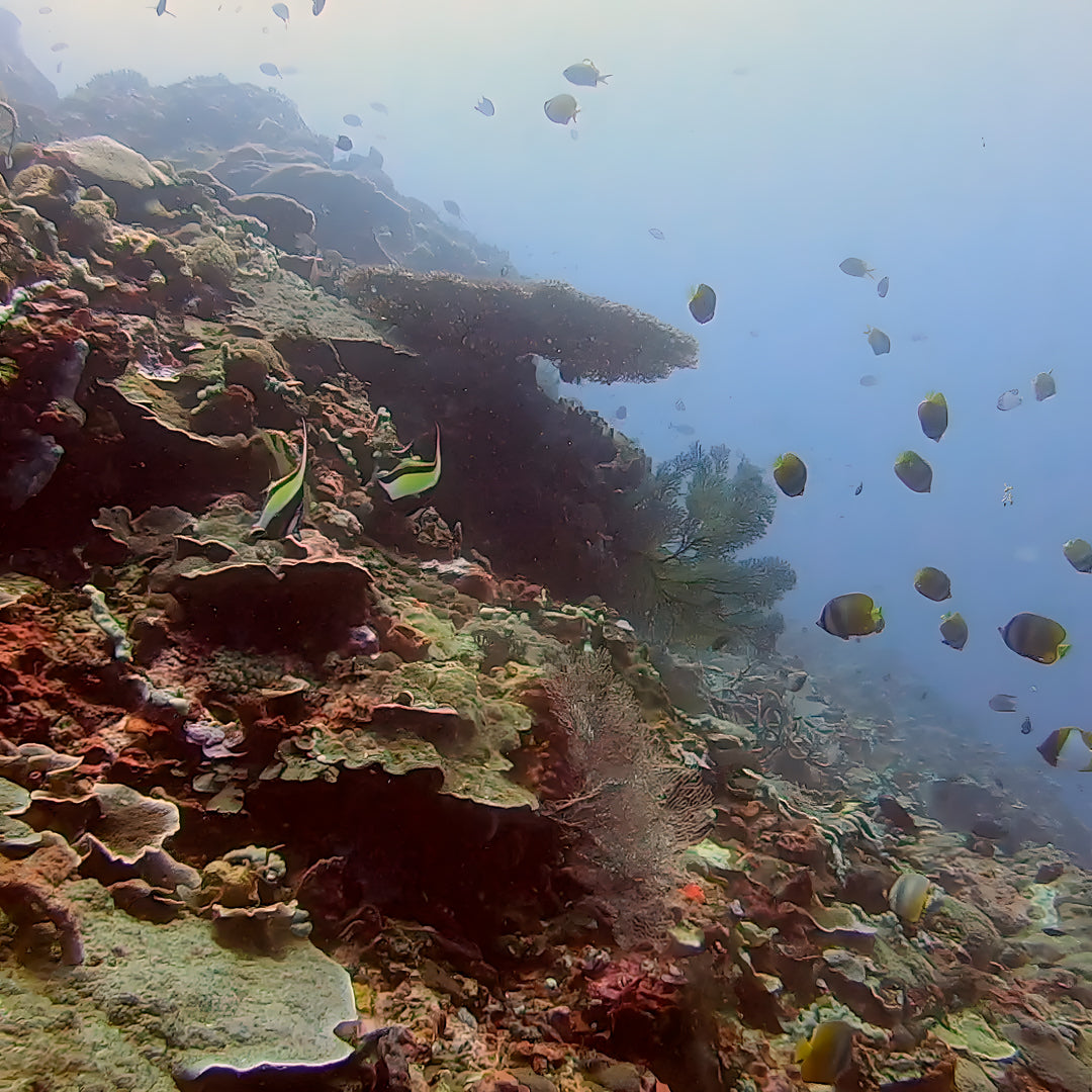 Nusa Penida Multi-Day Scuba Diving Trip
